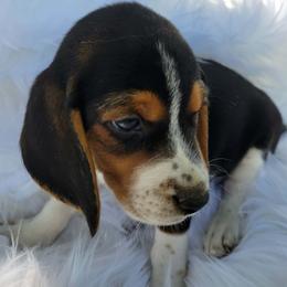 Curly - Black tan and white male Beagle puppy in Palmyra, Nebraska from Nebraska K9's