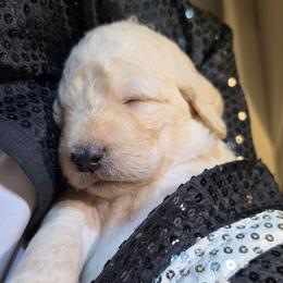 Bubbles - Cream female Labradoodle puppy in Lansing, North Carolina from Murphy Manor Mountain Doodles