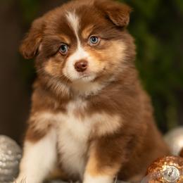 Daphne - Red tri-color female Miniature American Shepherd puppy in Tonopah, Arizona from King's Miniature American Shepherds