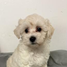 Boi - Cream male Maltipoo puppy in Brooksville, Florida from DeVall Maltipoos