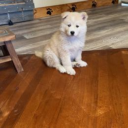 Boy 1 - Red and white Pomsky puppy in Florissant, Colorado from Schofield Homestead Pomsky's