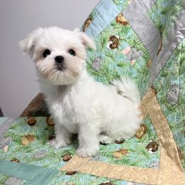 Maltese puppies from Bella Dolce Maltese