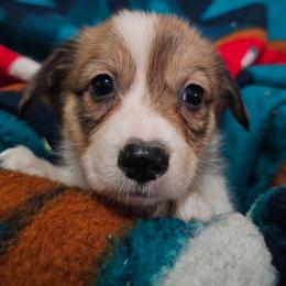 Bashful - Sable female Pembroke Welsh Corgi puppy in Pilot Rock, Oregon from L2H Corgi's