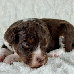 RTM5 - Red tri-color male Aussiedoodle puppy in Prague, Oklahoma from Classic K9’s  Aussies & Doodles