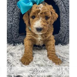 Lexie - Red  female Goldendoodle puppy in State Road, North Carolina from Must Love Doodles