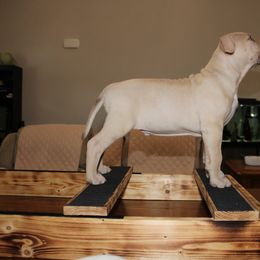 American Pit Bull Terrier Puppies from Mika Tica Kennels