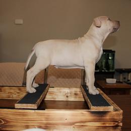 American Pit Bull Terrier Puppies from Mika Tica Kennels