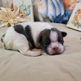 Bosley - Blue male Boston Terrier puppy in Kingsport, Tennessee from Irish Heart Bostons
