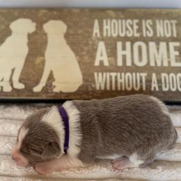 Purple Collar - Lilac male Border Collie puppy in Gadsden, Alabama from Collie Wood Hills