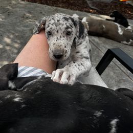 Great Dane puppies from Denver Danes