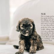 Girl 2- Pink - Whoodle puppy in Delta, Utah from Dunes and Doodles