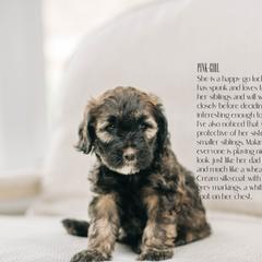 Girl 2- Pink - Whoodle puppy in Delta, Utah from Dunes and Doodles