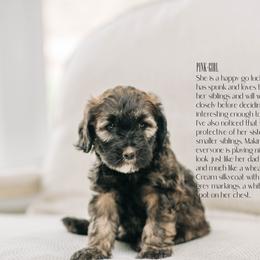 Girl 2- Pink - Whoodle puppy in Delta, Utah from Dunes and Doodles