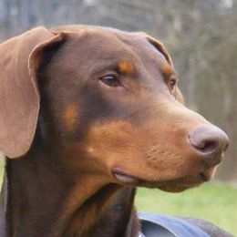 Doberman Pinschers from Georgia Doberman