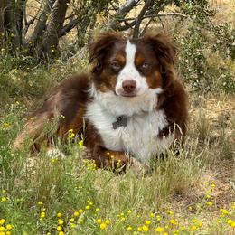 Sparrow - Toy Australian Shepherd