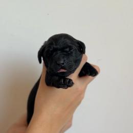 Girl - Black female Labrador Retriever puppy in Lonsdale, Minnesota from Cedar Ridge Labradors