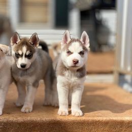 Siberian Husky Puppies from Final Siberians