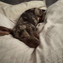 Dachshund All Grown Up from BlackPine Kennels