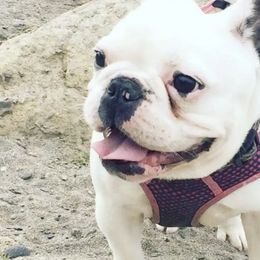 French Bulldogs from Black Fortress Kennel