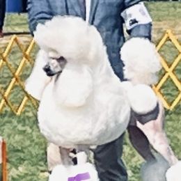 Rhea - Poodle
