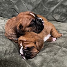 Boxer, Dalmatian, and Rottweiler Puppies from Poconopaws
