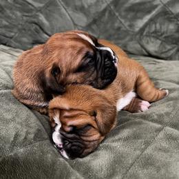 Boxer, Dalmatian, and Rottweiler Puppies from Poconopaws