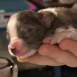 Baby - Blue merle female Toy Australian Shepherd puppy in Ba, Oklahoma from Too Many Kisses Toy Aussie Kennel