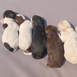Cowboy (brown and white) - Brown male Schnoodle puppy in Milton Freewater, Oregon from Rose Brook Family Farms