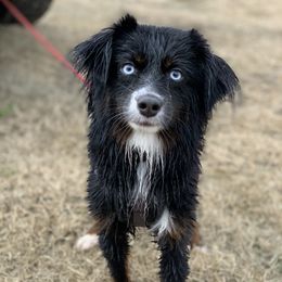 Miniature Australian Shepherds and Toy Australian Shepherds from My Little Aussie