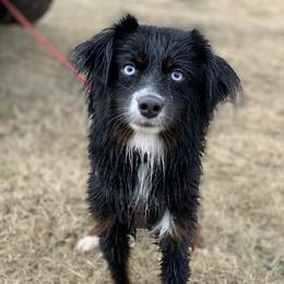 Miniature Australian Shepherds and Toy Australian Shepherds from My Little Aussie