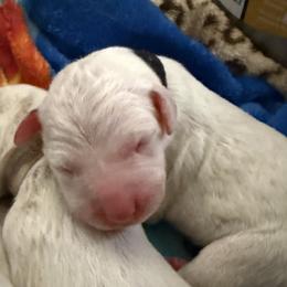 Shadow - White and black male Dalmatian puppy in Hastings, Florida from Love My Spotty Dalmatians