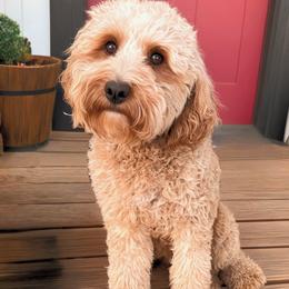 Rosa - Cavapoo
