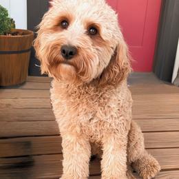 Rosa - Cavapoo