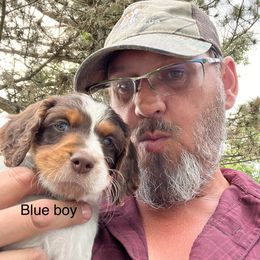 Boy 3 - Brittany puppy in Neenah, Wisconsin from American Stashe Birddogs