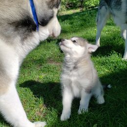 Alaskan Malamute Puppies from Delphi Alaskan Malamutes
