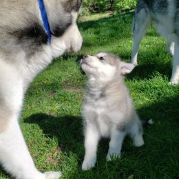 Alaskan Malamute Puppies from Delphi Alaskan Malamutes