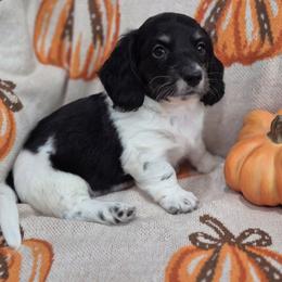 Benji black and cream piebald 3000 - Piebald male Dachshund puppy in Denton, Georgia from Pleasantdachs Minis