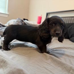 Berry - Dachshund