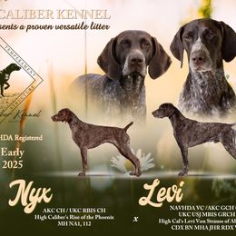 German Shorthaired Pointer puppies from High Caliber Kennel