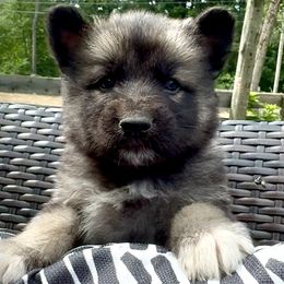 Puppy 1 - Black and silver male Shiloh Shepherd puppy in Newton, New Hampshire from Smokeshow Shilohs and Shepherds
