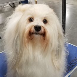 Hailey - Havanese