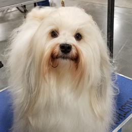 Hailey - Havanese