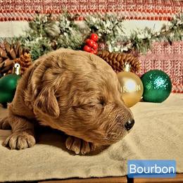 Bourbon - Apricot male Goldendoodle puppy in Hendersonville, Tennessee from Ben's Best Buddy Goldendoodles