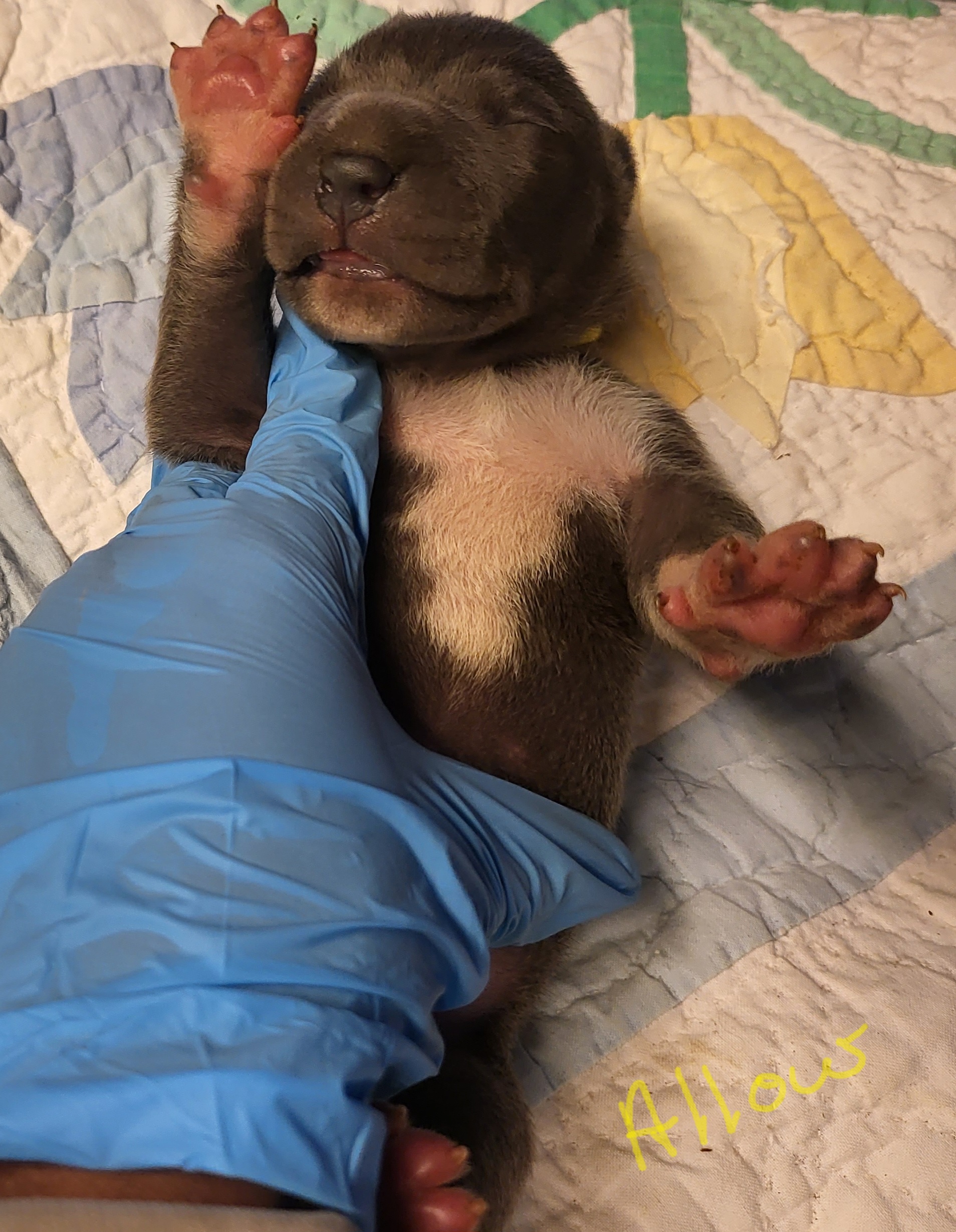 Great Dane Puppies from Grant’s Gorgeous Greats