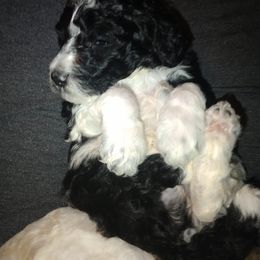 Poodle Puppies from White Willow Poodles