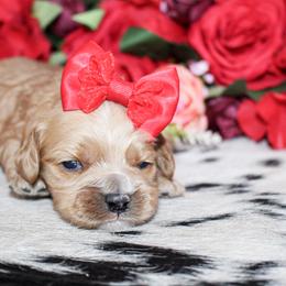 Remy - Red female Cockapoo puppy in Rattan, Oklahoma from Double M Cocker Spaniels