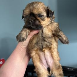 Michelle - Red female Shih Tzu puppy in Springboro, Ohio from Shih Tzus of Springboro LLC.