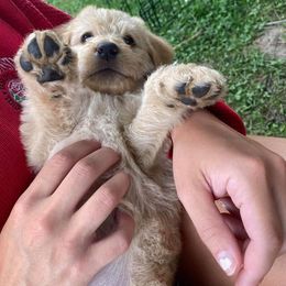 Double Doodle and Goldendoodle Puppies from Badgerland Goldendoodles