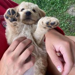 Double Doodle and Goldendoodle Puppies from Badgerland Goldendoodles