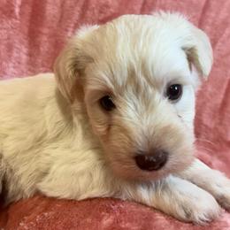 Light Wheaton female - Wheaten female Miniature Schnauzer puppy in Boaz, Alabama from Sweet Home Schnauzers
